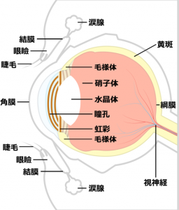目の構造の画像：目からウロコの耳寄り情報局