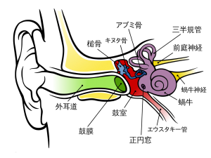 耳の構造：目からうろこの耳より情報局