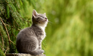 猫の画像：目からウロコの耳寄り情報局
